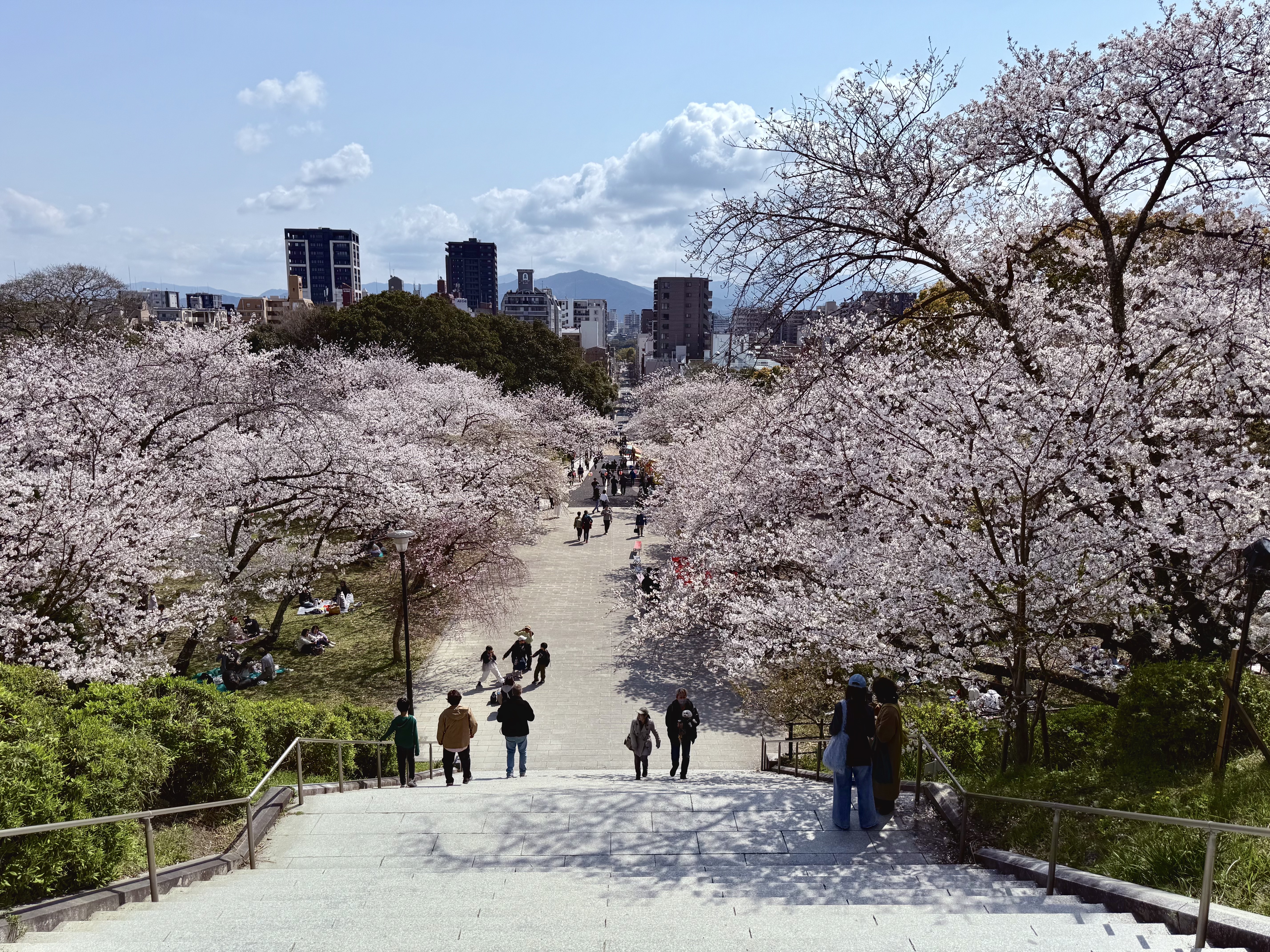 福岡賞櫻指南｜市區到海邊的櫻花景點一次整理