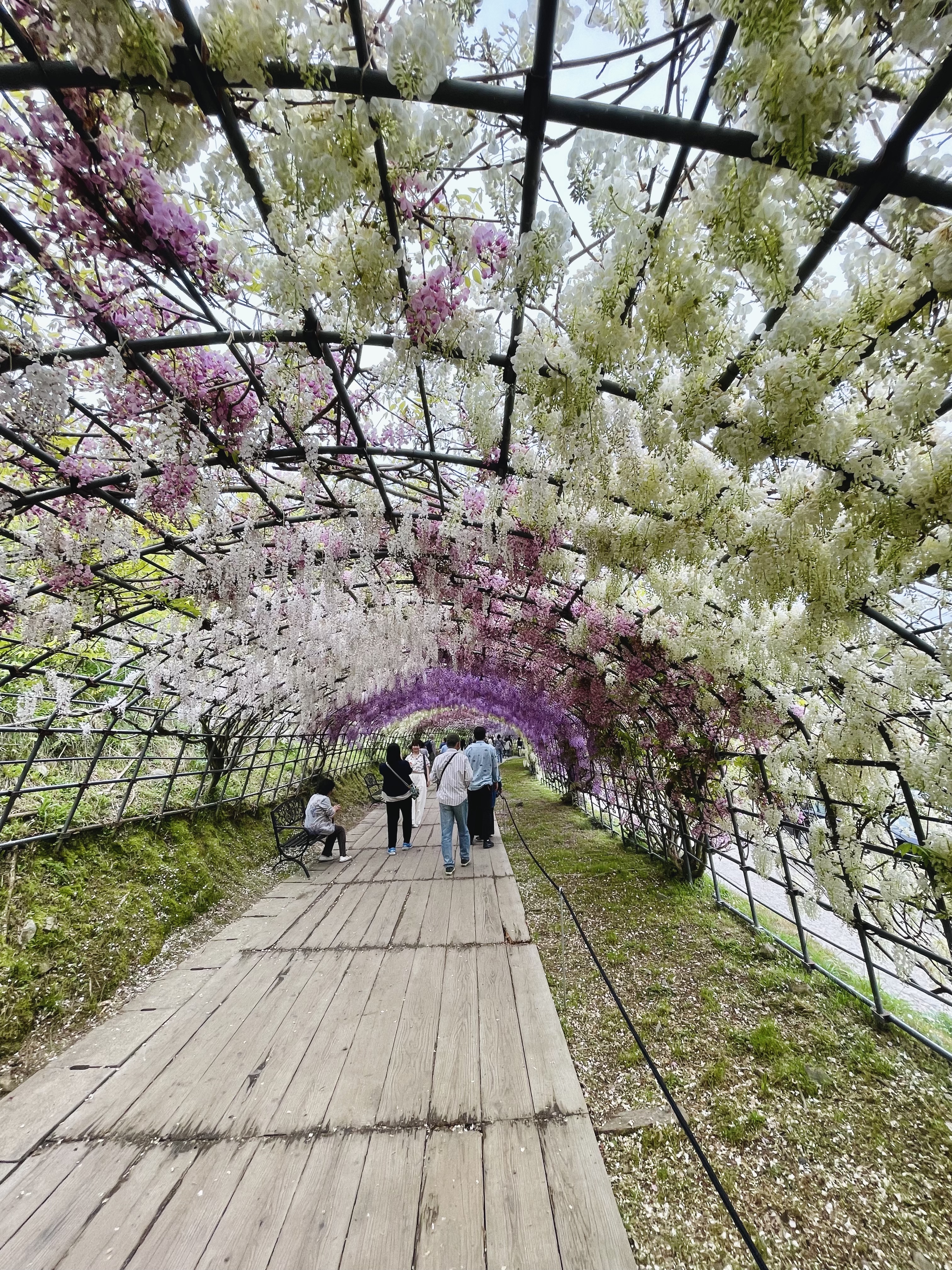 福岡賞紫藤指南｜四大紫藤名所一次看，最佳花期、規模與體驗全解析
