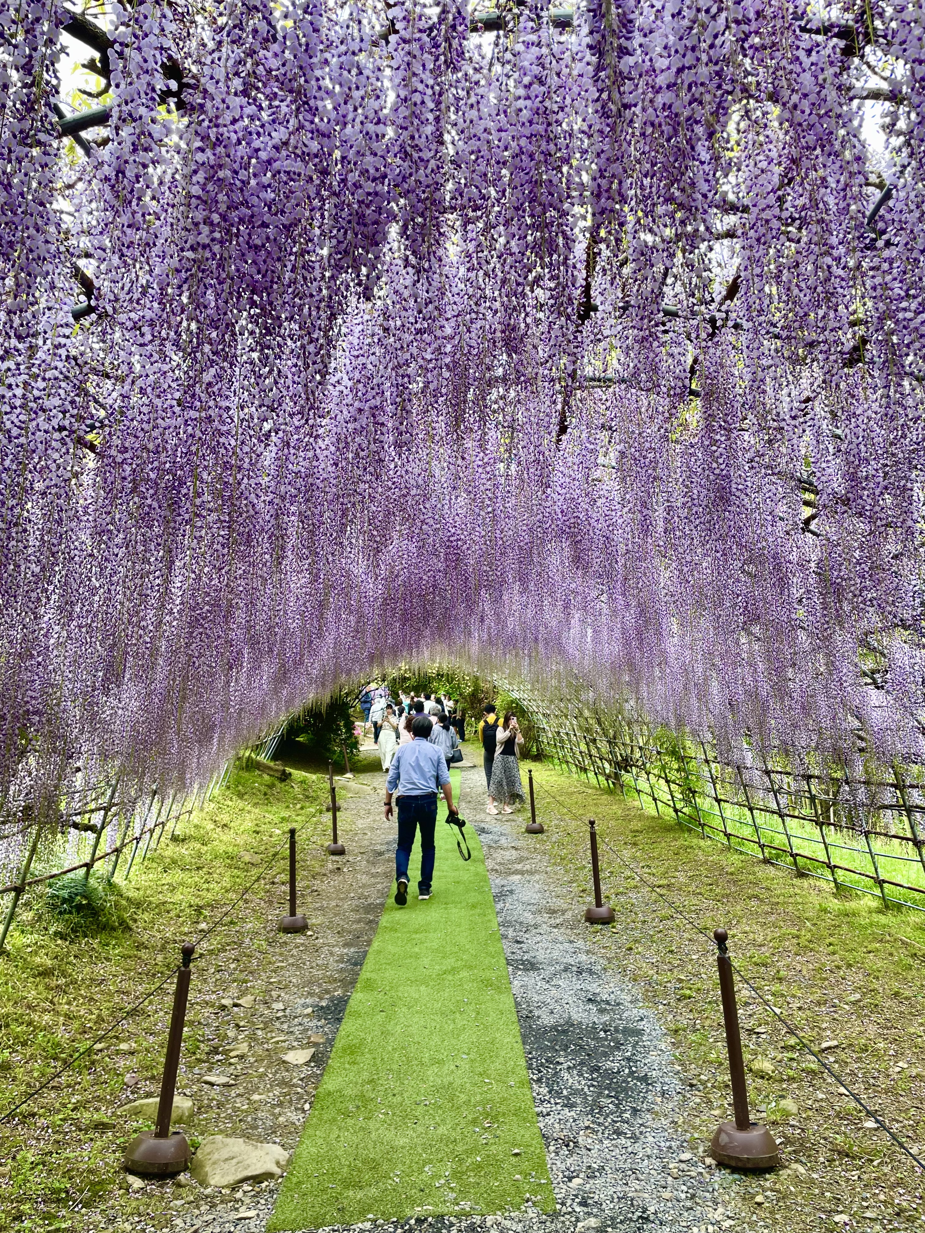 福岡河內藤園完全攻略｜紫藤花季、門票與交通指南