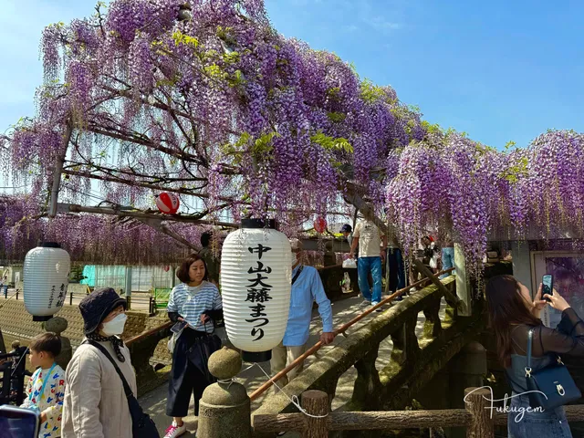 2026 中山大藤（中山熊野神社）紫藤花期、交通與必看重點攻略！